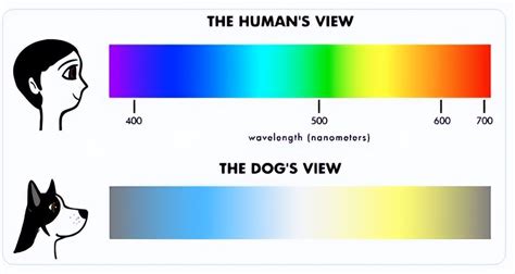 光暈 意思 狗看到的顏色